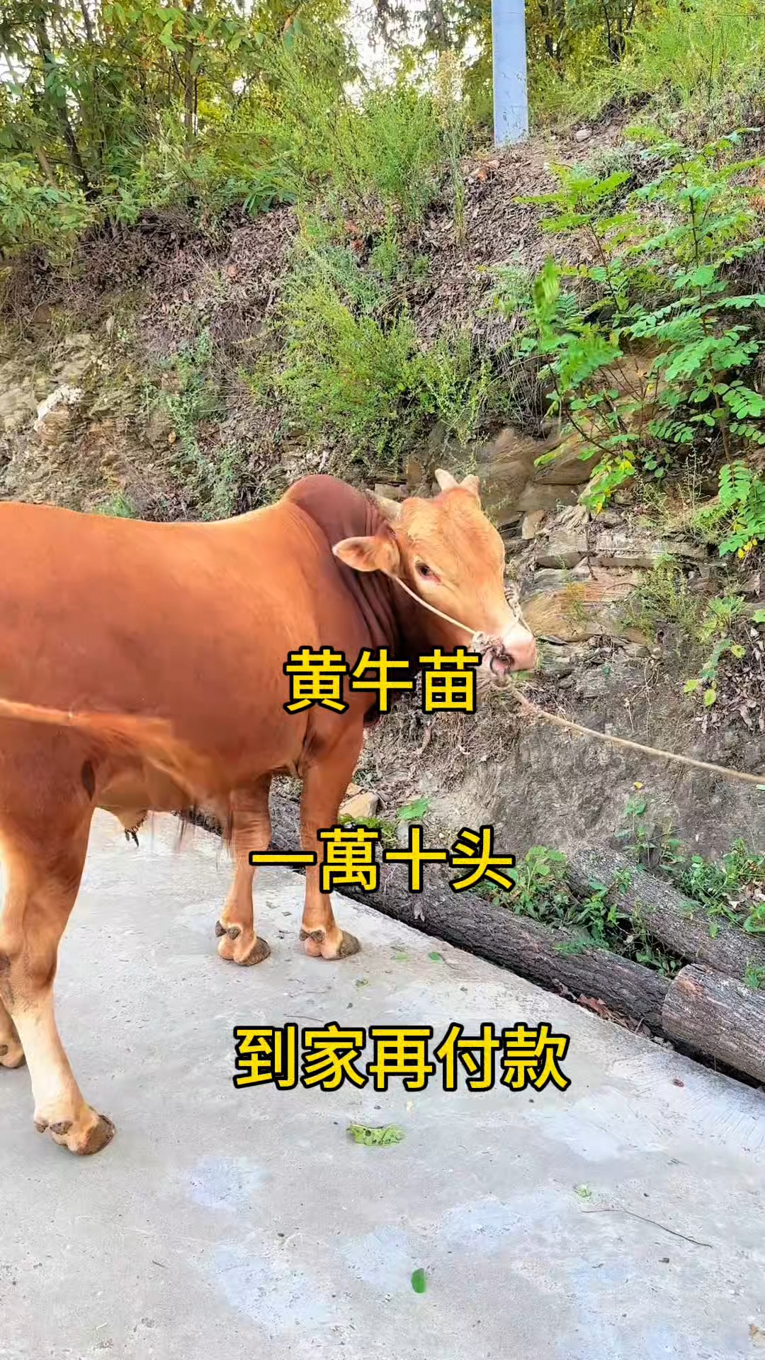 孟津最新黄牛代办方法分析(最方便真实的孟津黄牛代办网约车证方法)