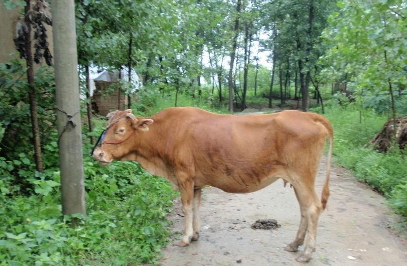 孟津最新求一个套医保卡的黄牛是真的吗方法分析(最方便真实的孟津求一个套医保卡的黄牛是真的吗还是假的方法)