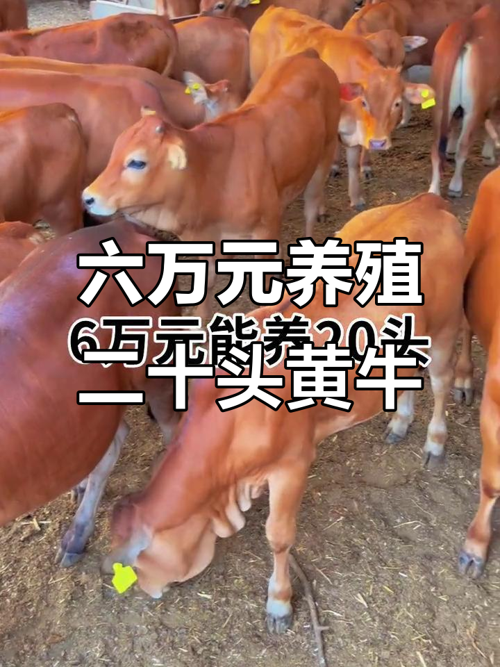 孟津最新线上套医保的黄牛是真的吗方法分析(最方便真实的孟津线上套医保的黄牛是真的吗能报销吗方法)